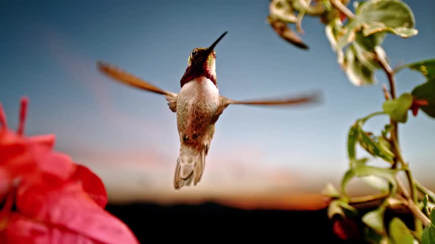 An iridescent hummingbird hovers in place in stunning super slow motion, framed by vibrant flowers against a colorful sunset sky