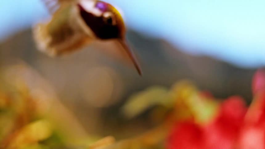 A hummingbird hovers in place, its wings beating in extreme slow motion as the camera slowly comes into focus