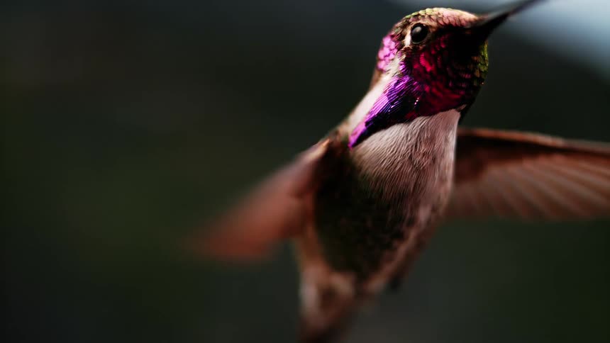 An extreme close-up of a colorful hummingbird hovering gracefully in super slow motion, showcasing its iridescent purple throat feathers