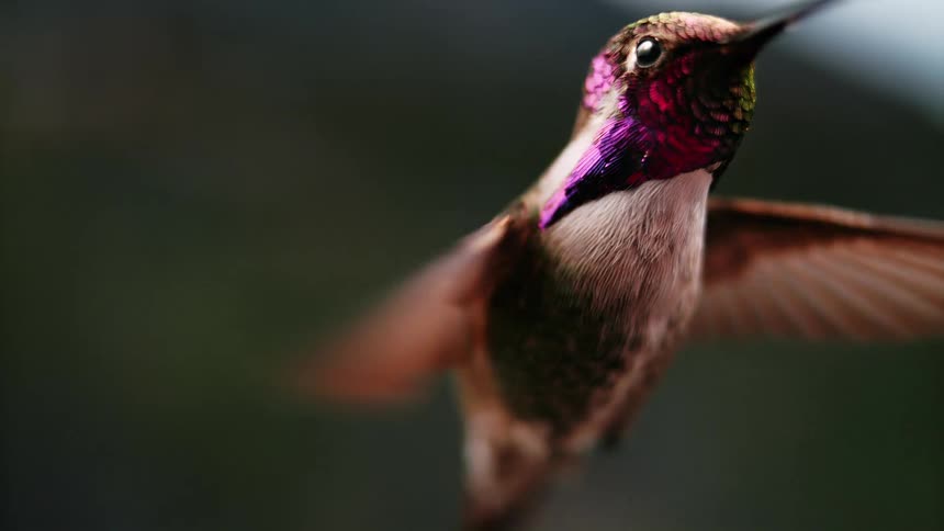 A mesmerizing super slow-motion close-up of a colorful hummingbird with an iridescent throat hovering gracefully in the air