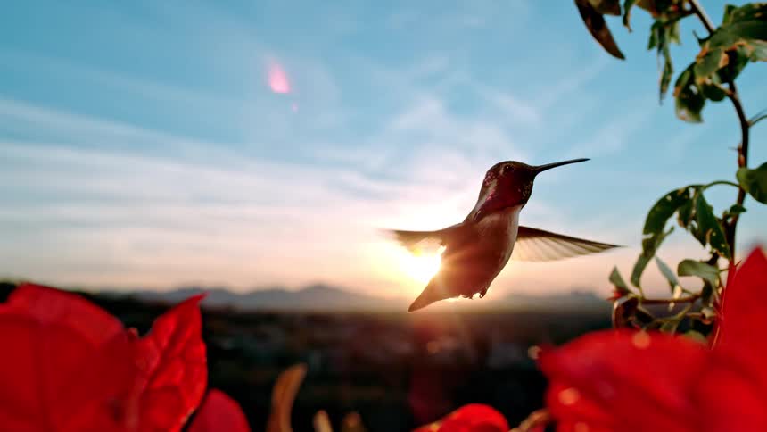 A majestic hummingbird hovers in slow motion, silhouetted against a brilliant sunset and framed by vibrant red flowers