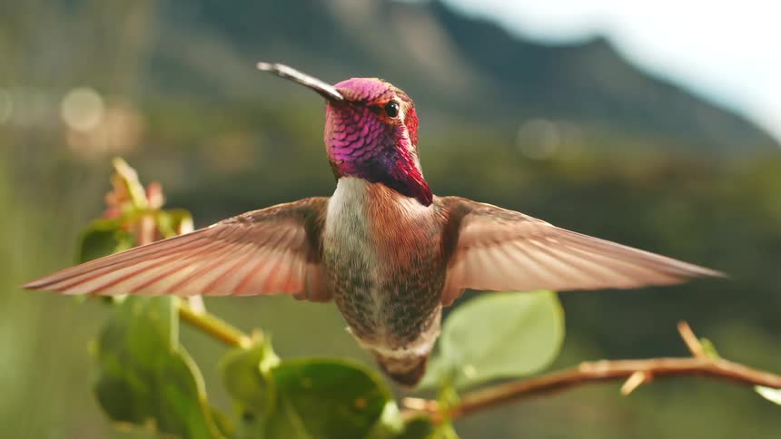 An incredibly detailed and seamless loop of a colorful hummingbird hovering in mesmerizing super slow motion