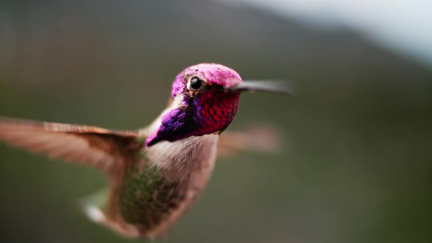 An incredibly detailed slow-motion shot of a beautiful hummingbird hovering in place