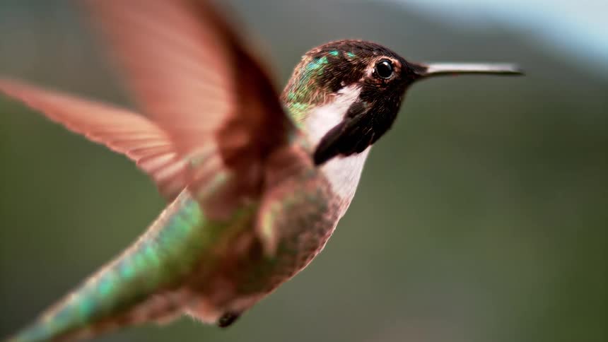 A detailed slow-motion close-up of a hummingbird hovering in mid-air with its wings flapping rapidly before flying away