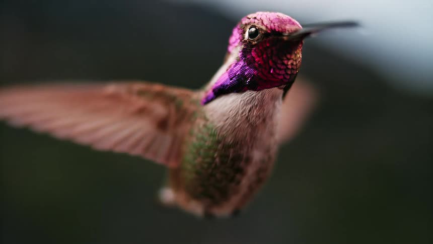 A mesmerizing super slow-motion close-up showcases a hummingbird with brilliant pink and purple feathers hovering effortlessly