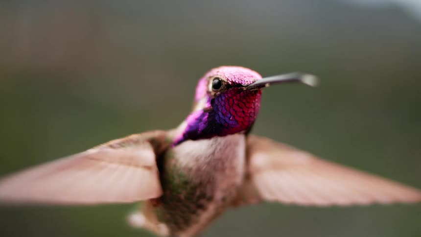 A mesmerizing cinemagraph shows a close-up of a colorful hummingbird hovering gracefully in slow motion