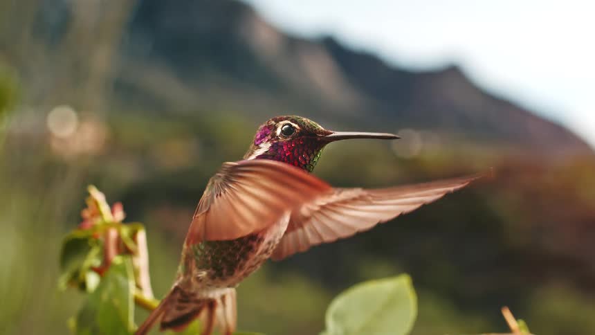 An iridescent hummingbird hovers mid-air in super slow-motion, showcasing its vibrant feathers against a blurred mountain backdrop