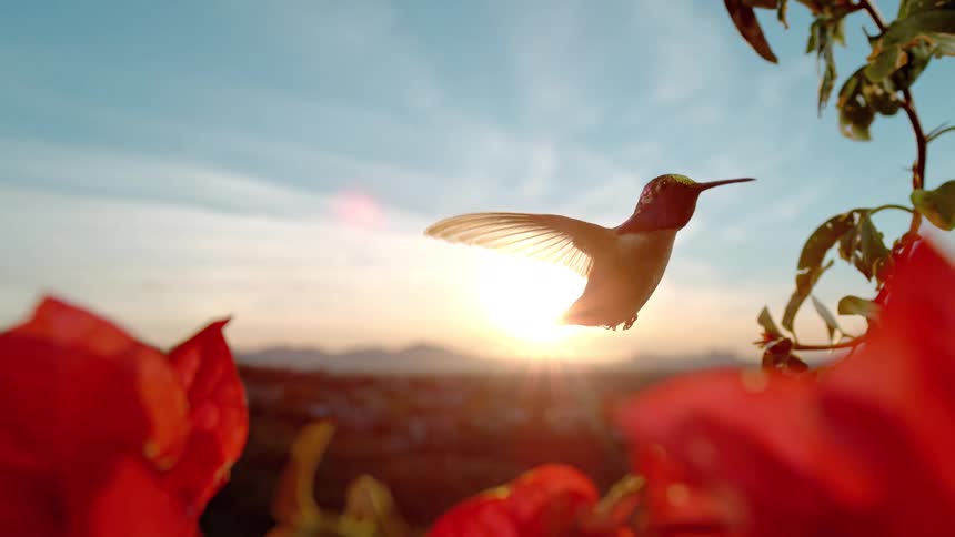 A hummingbird hovers in super slow motion, silhouetted against a golden sunset and framed by vibrant red flowers