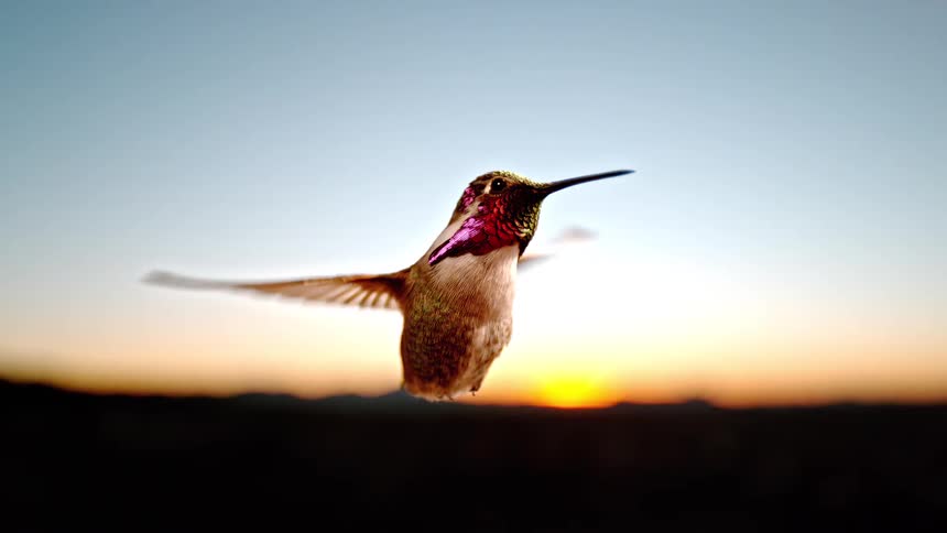 A stunning slow-motion close-up of a colorful hummingbird hovering in the air against a beautiful sunset sky