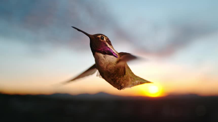 Cinemagraph of a majestic hummingbird hovering gracefully in the air as the sun sets in the background