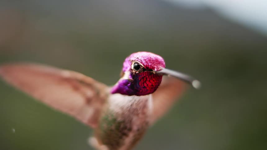 A stunning super slow-motion close-up captures a vibrant, iridescent hummingbird hovering mid-air