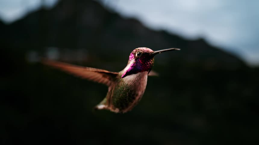A stunning close-up cinemagraph of a colorful hummingbird hovering in slow motion with its iridescent feathers on full display