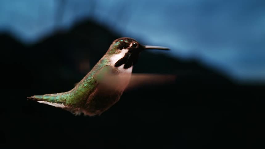 An incredible slow-motion close-up of a vibrant hummingbird hovering in place against a dark, moody background