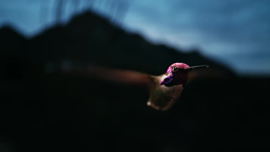 A colorful hummingbird with iridescent feathers hovers in slow motion against a dark mountain landscape