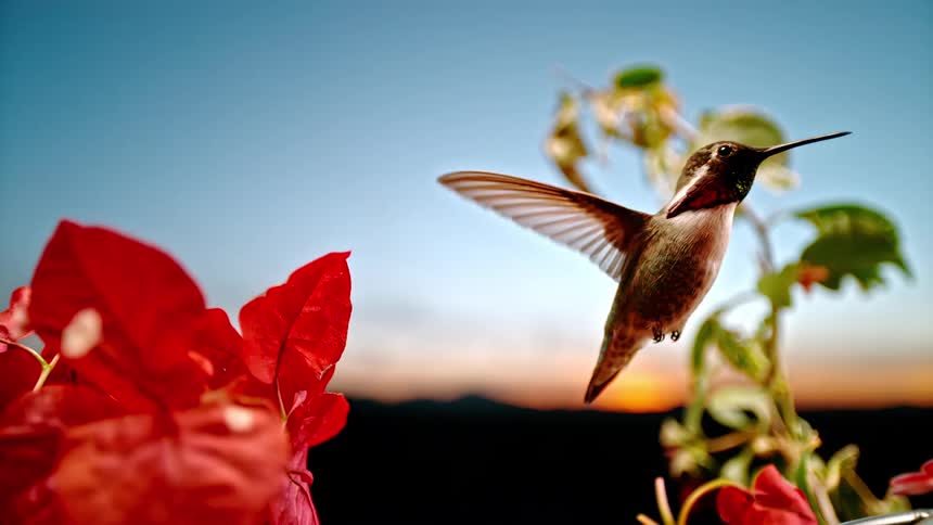 A close-up of a hummingbird flapping its wings in super slow motion, suspended mid-air next to red bougainvillea flowers at sunset