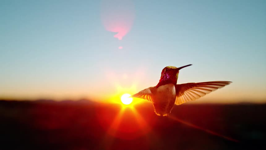A stunning slow-motion close-up of a hummingbird gracefully hovering in place against a vibrant sunset sky