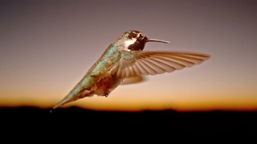 A stunning close-up slow-motion shot of an iridescent hummingbird hovering gracefully against a warm sunset sky before flying away