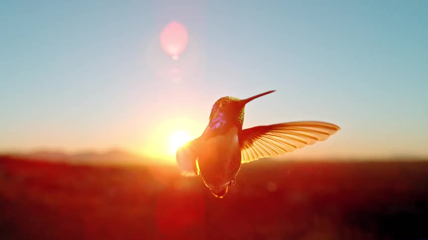 Stunning slow-motion footage of a hummingbird hovering gracefully in the air, backlit by a beautiful golden sunset
