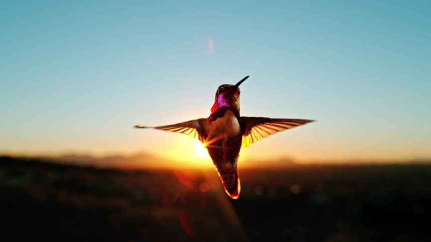 A magnificent hummingbird hovers in slow motion, silhouetted against the warm, glowing light of the setting sun
