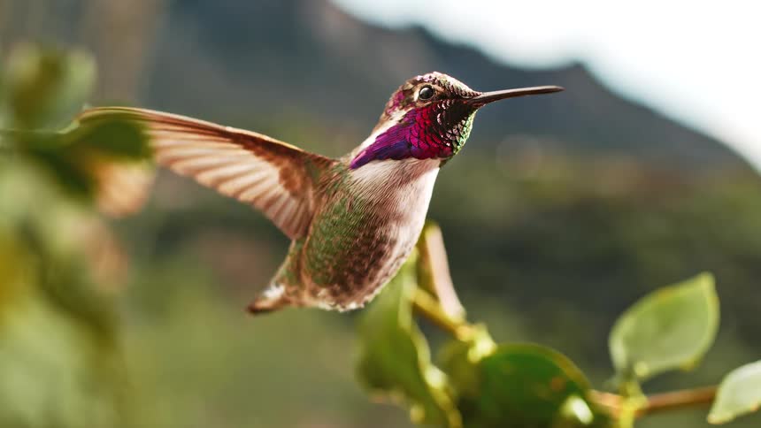 An iridescent hummingbird hovers in mid-air, its wings a blur of motion in a stunning slow-motion close-up