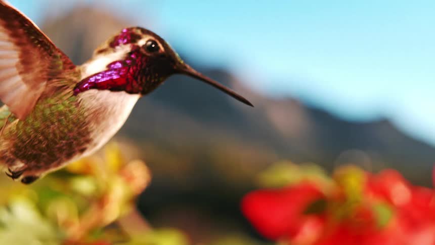 A beautiful hummingbird hovers in stunning slow motion, its iridescent feathers shimmering as its wings flap gracefully against a soft-focus mountain backdrop