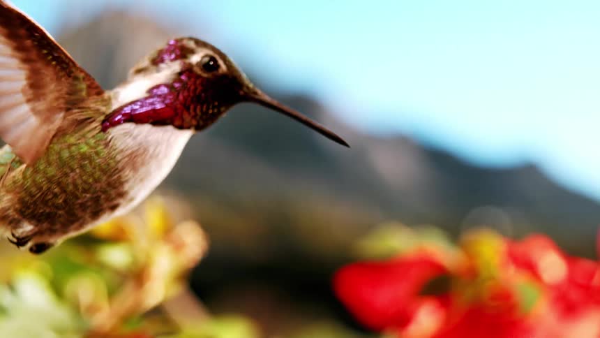 A colorful hummingbird hovers gracefully in super slow motion, its wings a blur as it approaches red flowers with mountains in the background