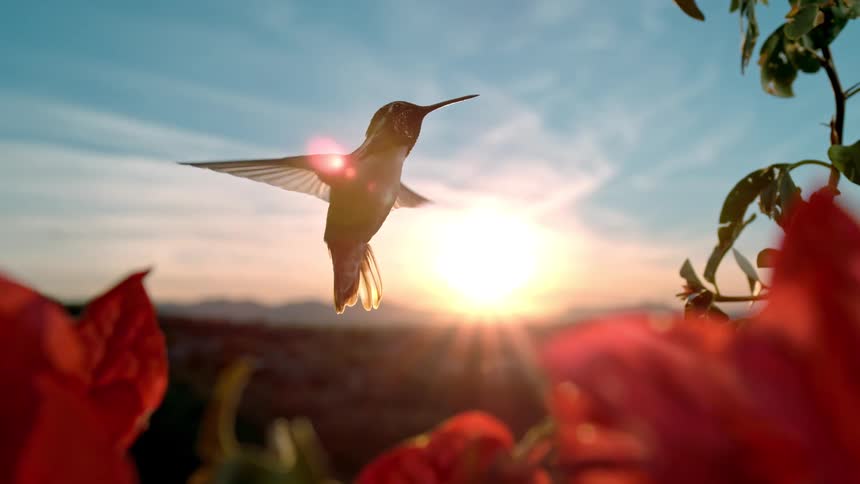 Stunning slow-motion cinemagraph of a hummingbird hovering gracefully among red flowers, silhouetted against a golden sunset sky