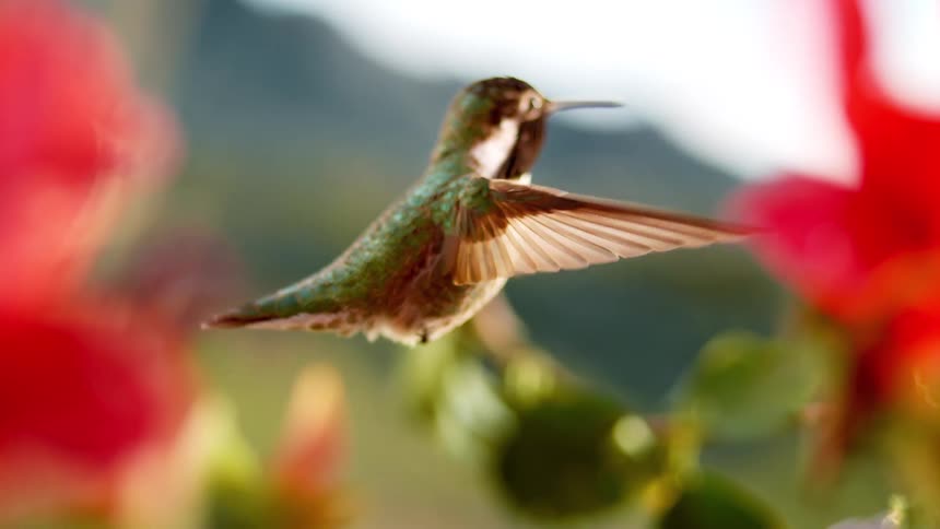 A stunning close-up in slow motion of a colorful hummingbird gracefully hovering amongst blooming red flowers