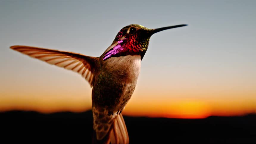 A stunning close-up of a vibrant hummingbird hovering in super slow motion against a golden sunset sky