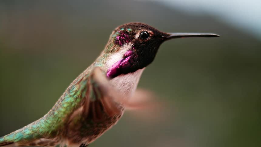 A colorful hummingbird with iridescent purple and green feathers beats its wings and hovers in stunning slow motion