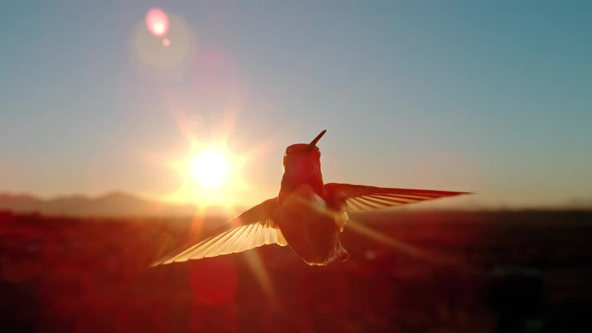 Stunning slow-motion footage captures a hummingbird hovering gracefully with its iridescent feathers illuminated by the setting sun