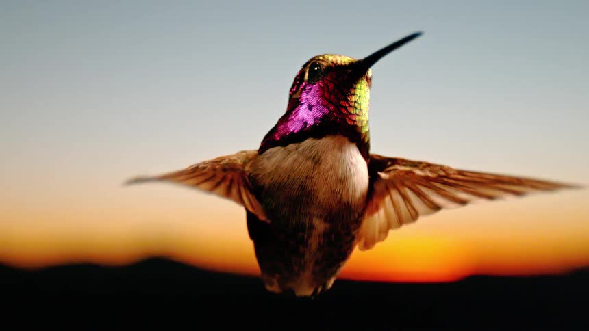 A beautiful close-up of an iridescent hummingbird hovering in super slow-motion against a golden sunset sky