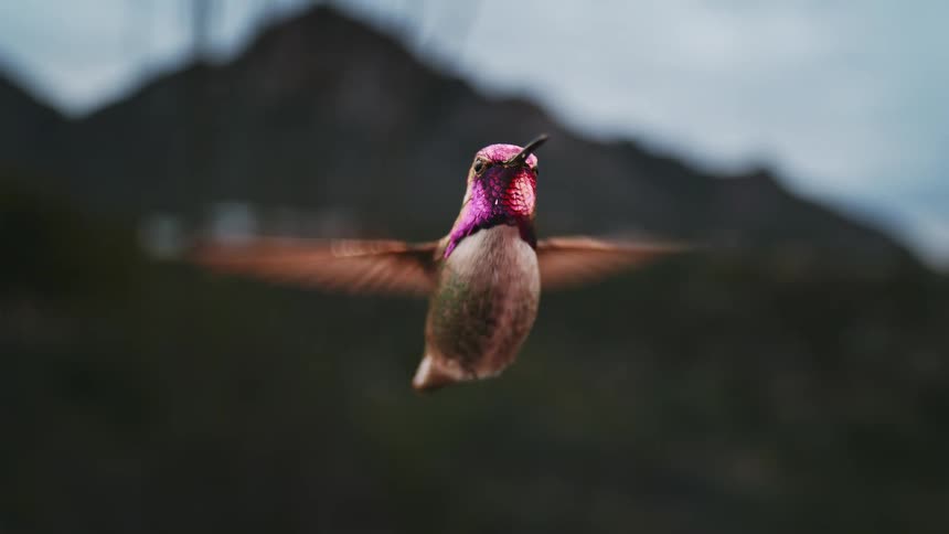 A close-up slow-motion cinemagraph of an iridescent hummingbird hovering in place with its wings flapping