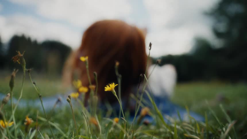 Slow motion shot of a red-haired woman relaxing after a yoga pose in a beautiful green field full of yellow wildflowers