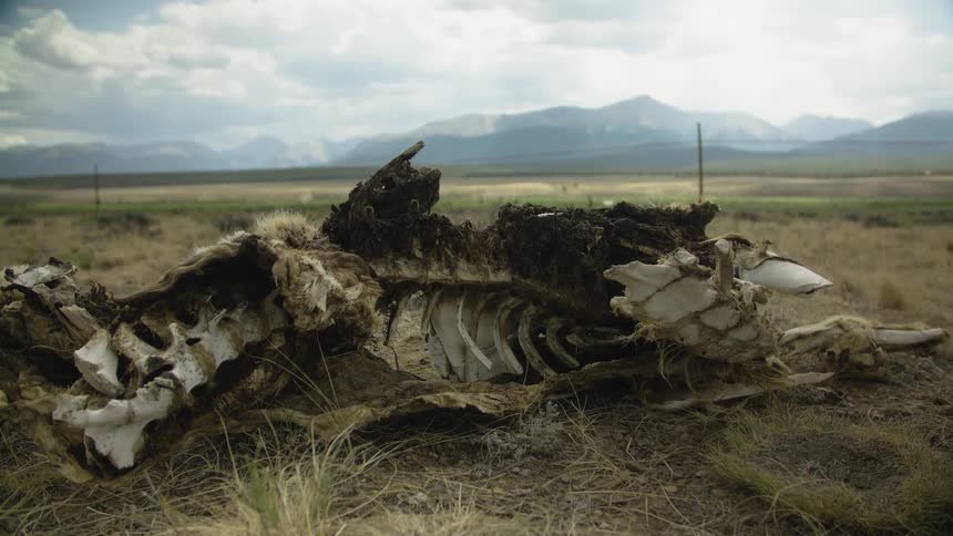 Close up on the skeletal remains of a decaying animal carcass in a grassy field with mountains in the distance