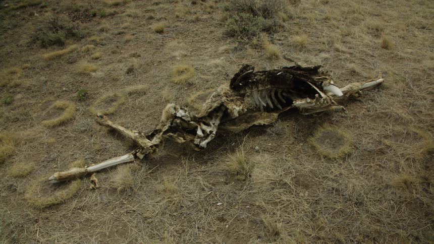 The decaying carcass of an animal, showing bones and skeleton, lies on dry grassy ground