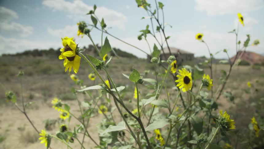 Yellow sunflowers blowing in the gentle wind in a dry field on a sunny day