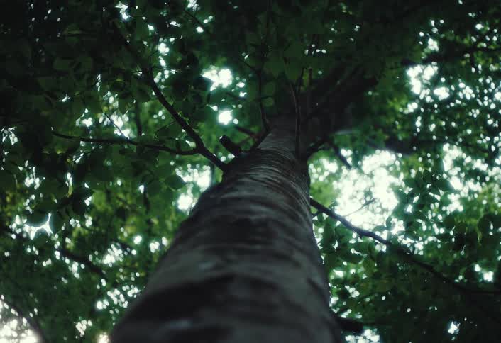 Low-angle view looking up a tall tree trunk towards the sun-dappled green canopy in a serene forest