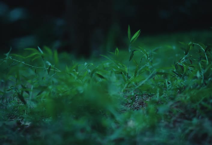 Mysterious smoke drifts over green grass on the ground in the dark of night