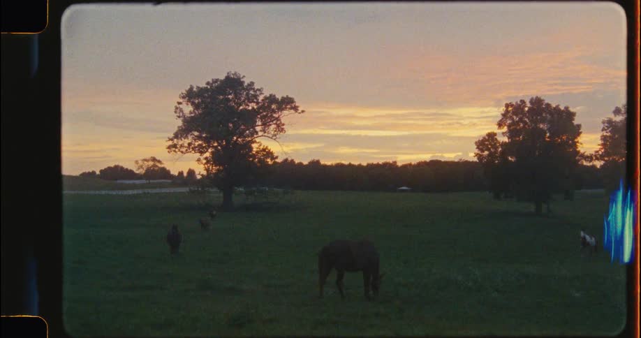 A vintage film shot of several horses peacefully grazing in a lush green pasture during a beautiful sunset