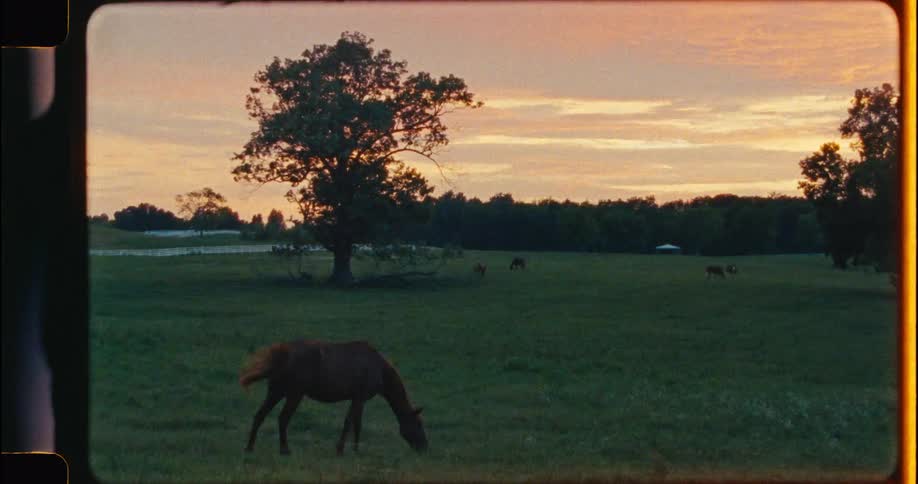 Vintage-style footage captures horses grazing peacefully in a sprawling green pasture during a warm, golden sunset
