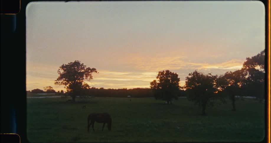 A horse grazes peacefully in a beautiful green pasture at sunset in this vintage-style footage