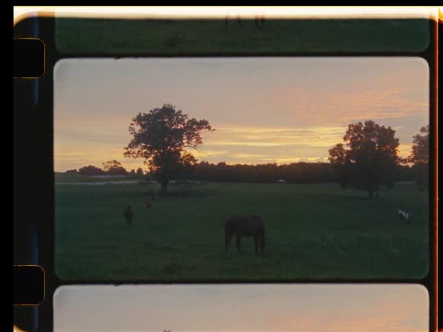 Horses and a dog graze peacefully in a rural pasture at sunset, captured on vintage film