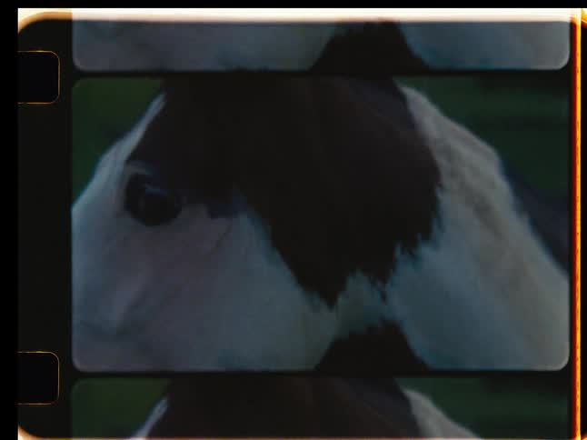 Vintage 8mm film captures a mare and her playful foal running in a green pasture, followed by gentle close-ups of other horses