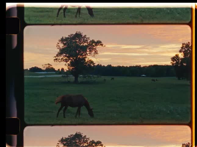Nostalgic film-strip view of horses grazing peacefully in a wide-open field at sunset