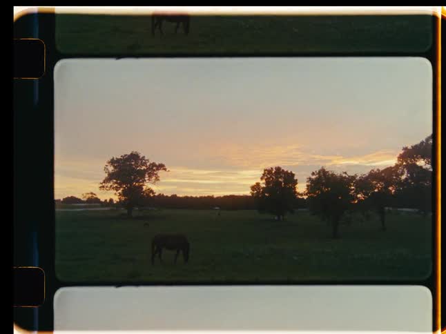 Vintage 8mm film of horses grazing in a grassy field at sunset in the countryside