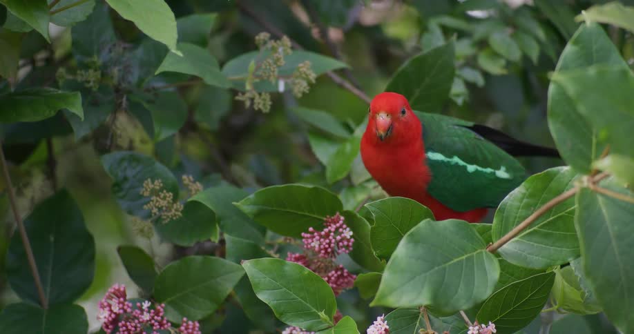 A stunning red and green Australian King Parrot feeds on pink flowers in a verdant bush before looking at the camera