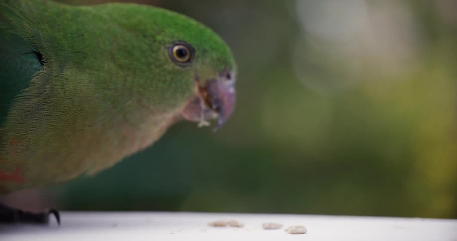 Slow motion extreme close-up of a green Australian King Parrot eating seeds on a ledge with a blurred natural background