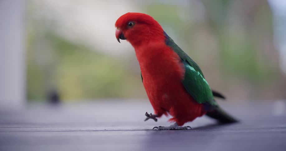 A curious Australian King Parrot with bright red and green feathers walks towards the camera in slow motion
