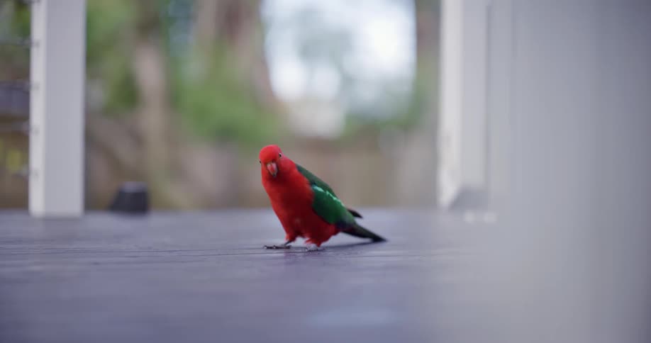 A brightly colored red and green Australian King Parrot walks curiously toward the camera on a wooden deck in slow motion
